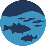 Freshwater & Diadromous Fisheries  Rhode Island Department of  Environmental Management
